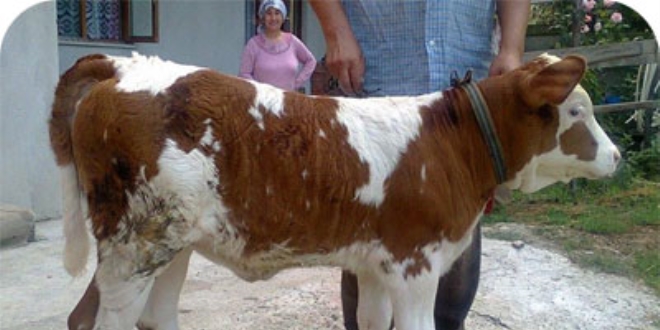 Buzağını otomobille veterinere götürdü