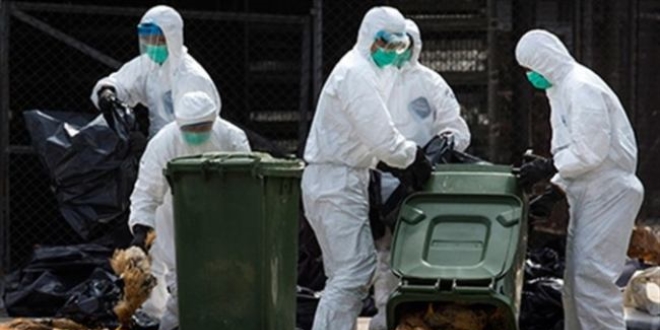 Tokat'ta ku� gribi vakas�