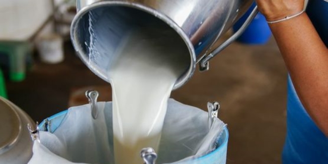 Çiğ süt artık marketlerde satılacak