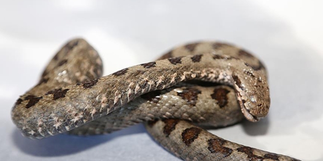 Ordu'da boynuzlu engerek y�lan� vatanda�lar� korkuttu