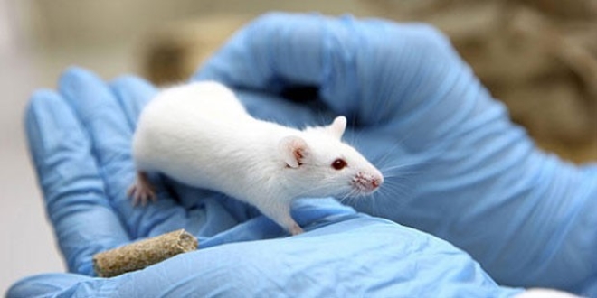 Bilim insanlar fare kafas transplantasyonu gerekletirdi