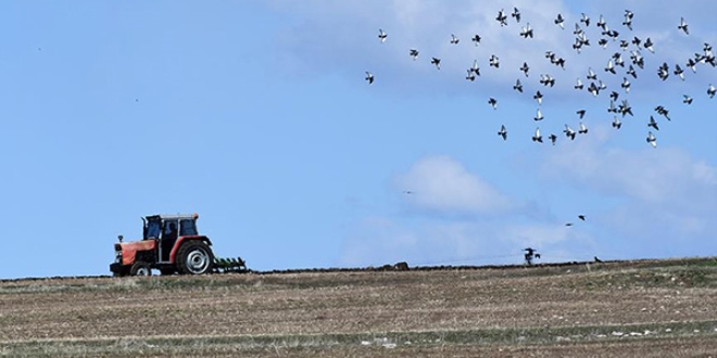 'Kara k��'�n ard�ndan tohumlar topra�a kavu�tu