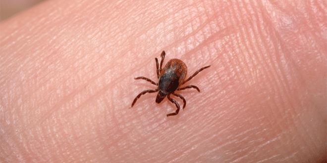 �l Sa�l�k M�d�r�nden kene uyar�s�