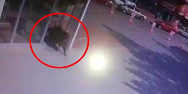 Yaban domuzu hastanenin acil servisine daldı