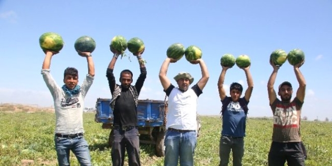 Adana'da karpuz hasadı başladı