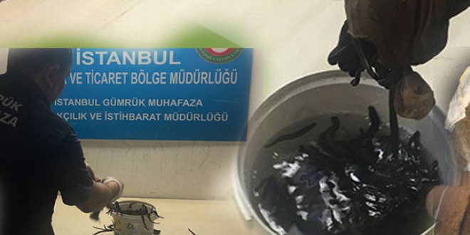 Kaçak sülükler gümrüğe takıldı