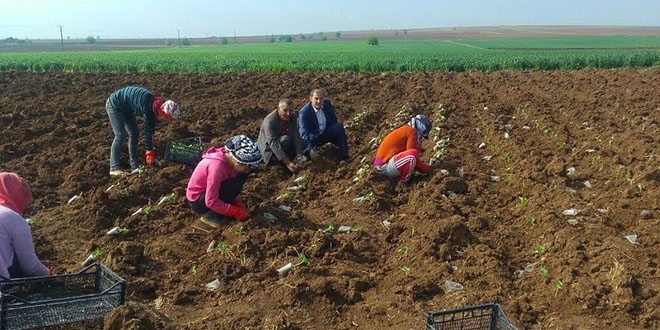 Belediyenin tahsis ettiği arazide üretim yapıyorlar