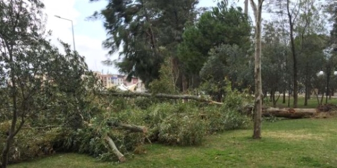 Manisa'da lodos yaşamı olumsuz etkiledi