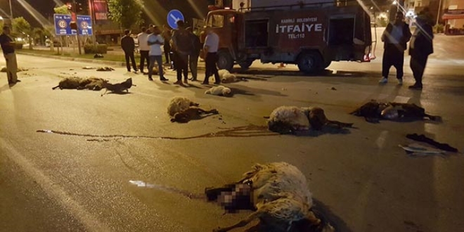 Osmaniye'de Otomobilin çarptığı 25 koyun telef oldu