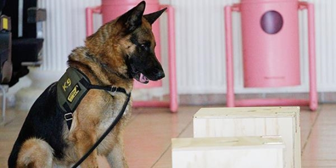 Özel güvenlik görev köpeklerinin zorlu sınavı