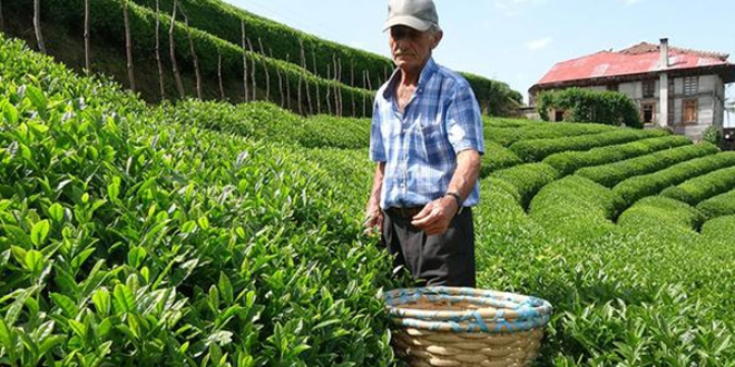 Rize'de yeti�iyor... 20 gram� 80 lira!