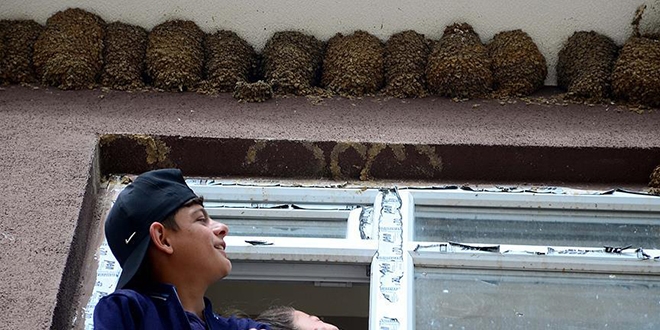 Kırlangıçlar öğrencilerin hayatının parçası oldu