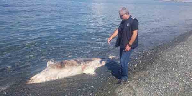 Hatay'da �l� k�pek bal��� k�y�ya vurdu