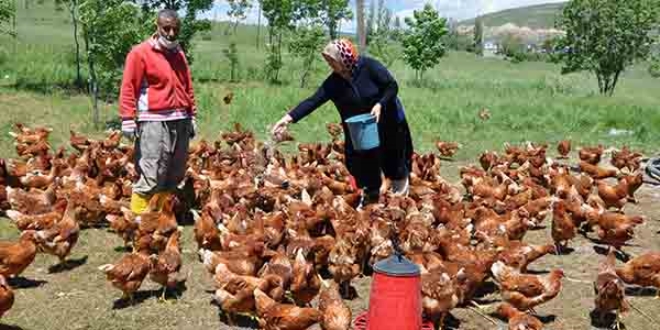 Moldovalı gelin Muş'ta tavuk çiftliği kurdu