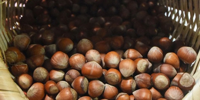 Fındık fiyatı düştü, üretici şaşkın