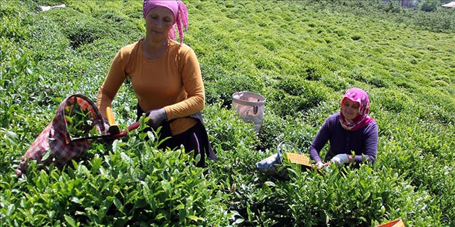 Giresun, fındıktan sonra çayda da iddialı