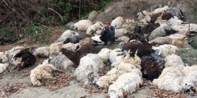 Srye saldran kurtlar 63 koyunu telef etti