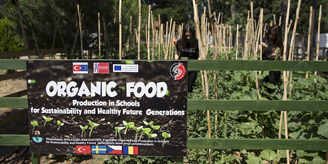 Okulda organik sebze yetitiriyorlar