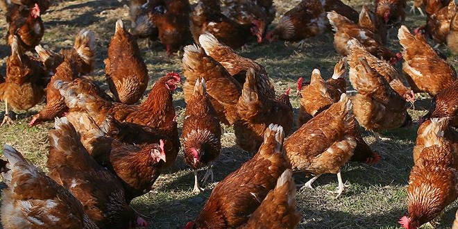 'Rusya'ya tavuk ihracatı iç pazar fiyatlarını etkilemeyecek'