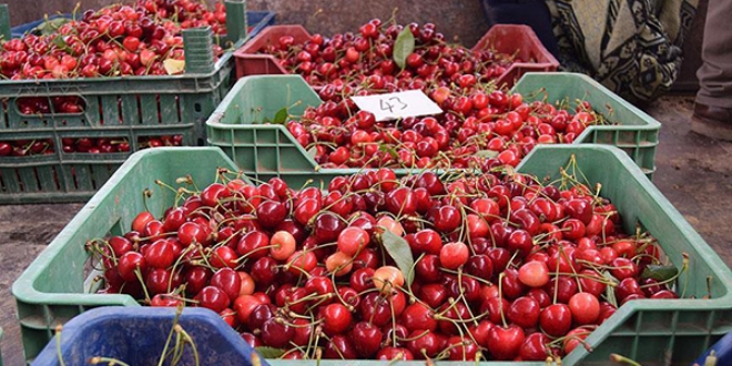 İstanbul'un kirazı Sakarya Vadisi'nden