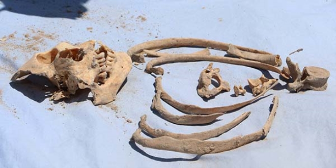 Kaz� �al��mas�nda insan kemikleri bulundu