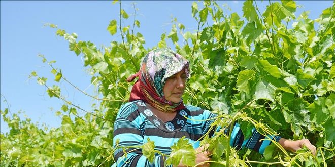Yaprağı meyvesine rakip oldu