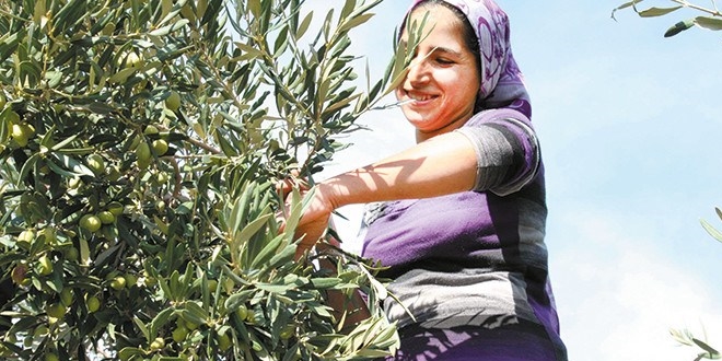 Zeytinde taraflarla uzlaşı arayışı