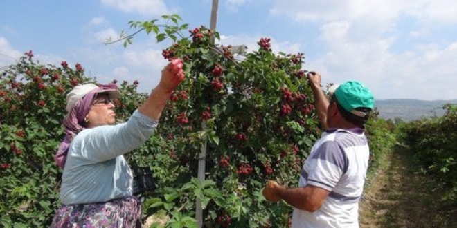 Mersin'de örtü altında böğürtlen hasadı başladı