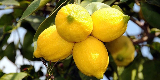Ekşi limondan tatlı gelir