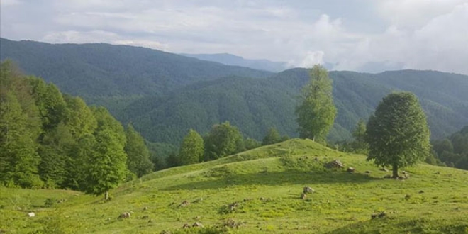 Düzce'ye 'Bal Köyü' kuruluyor
