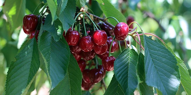 Rusya'ya 5 milyon dolarl�k kiraz ihracat�