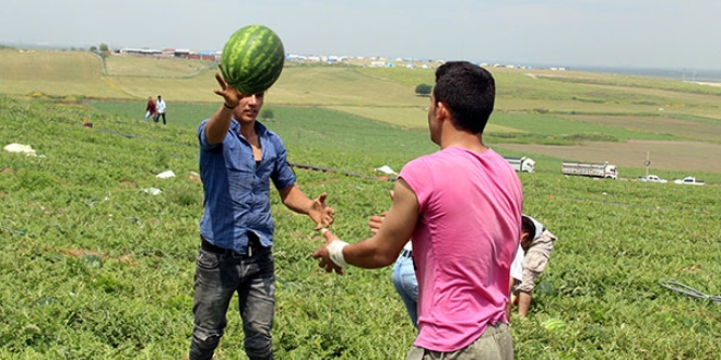 Karpuzda hasat arttı, fiyat düştü