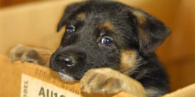 'Petshoplarda hayvan satışı yasaklanacak'