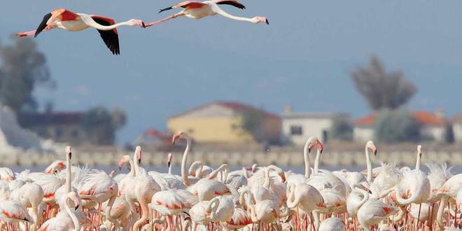 Flamingo cennetinde otoyol projesi