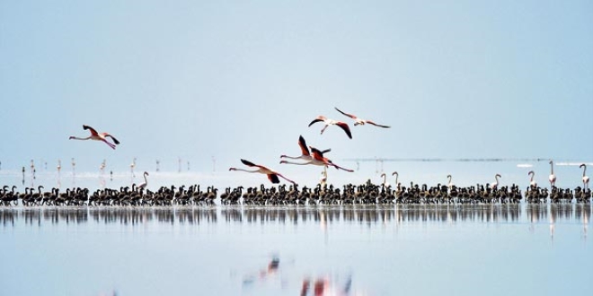 Körfez Geçişi Projesi'nin flamingolara zarar verdiği iddiası