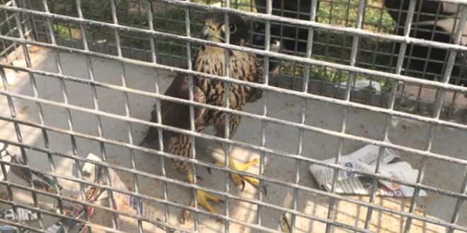 Sosyal medyada yırtıcı kuş satışına para cezası