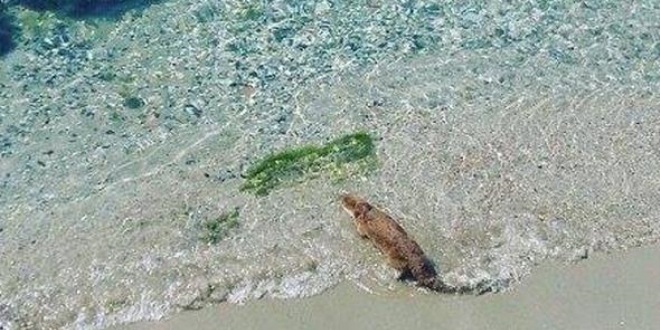 Tekirdağ'da su samuru işyerinin bahçesine girdi