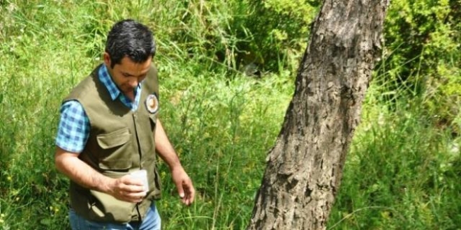 Zararlı böceğe karşı yararlı böceklerle mücadele