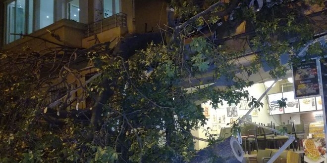 İstanbul Kadıköy'de ağaç kafeteryanın önüne devrildi: 3 yaralı