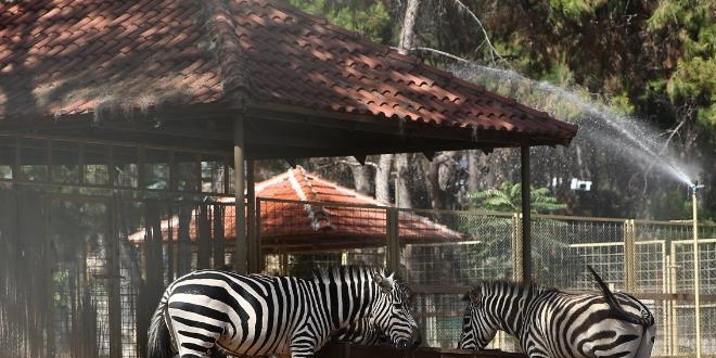 Antalya'da hayvanlara 'aşırı sıcak' önlemi