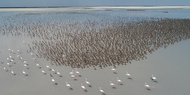 Anadolu'nun flamingo cenneti: Tuz Gölü
