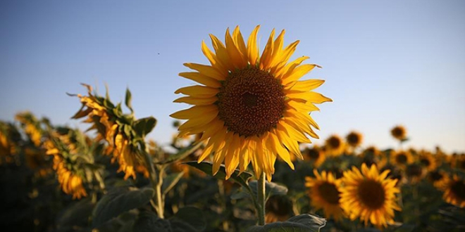 Bereketli topraklara 'ayiekli' koruma