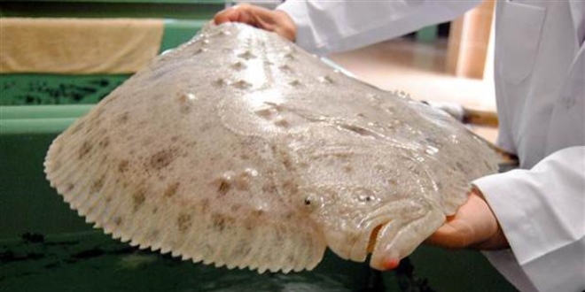 Y�zden fazla bal�k�� 14 saatte bir bal�k yakalad�