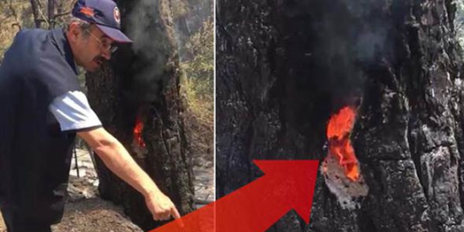 Şoke eden görüntü... Ağaçlar içten yanmış!