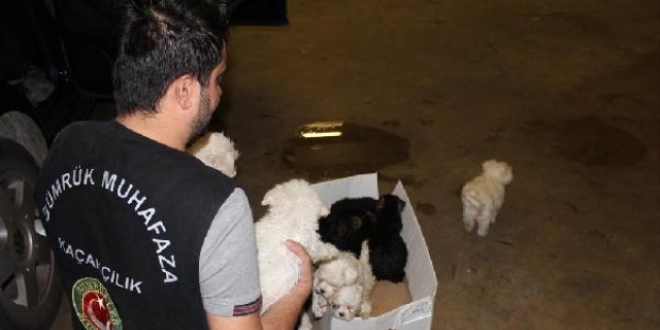 Sınır kapısında 15 yavru köpek ele geçirildi