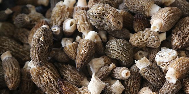 Türkiye'nin kuzu göbeği mantarı Avrupa sofralarını süslüyor