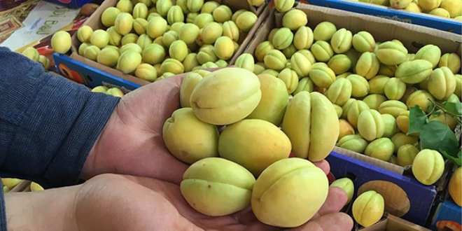 Malatya kayısısına AB'den tescil