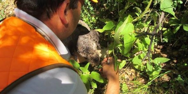 Hatay'da kilosu 2 bin avro olan mantar bulundu
