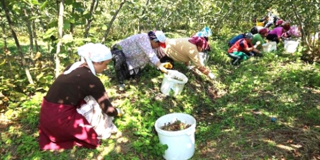 Ordu'da fındık işçilerinin yevmiyeleri belirlendi