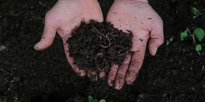 T�p solucanlar� en uzun ya�ayan hayvanlar aras�na girdi